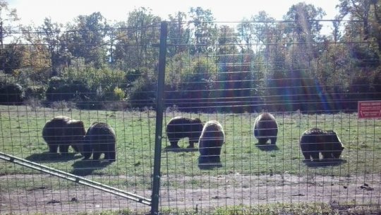 O ursoaică a fost adusă din Ucraina la sanctuarul din Zărneşti,jud. Braşov