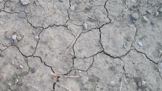 Culturile agricole suferă din cauza lipsei apei din sol