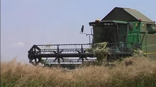  Agricultorii se tem ca seceta să nu le afecteze producția  