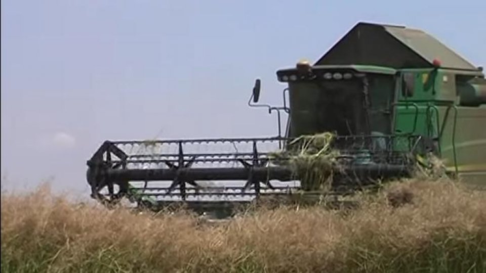  România se aşteaptă la un surplus al recoltei de cereale în acest an