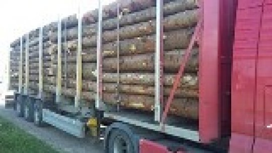 Transport ilegal de material lemnos oprit în Borșa/Județul Maramureș
