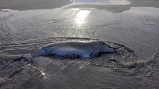 "At least 3.000 dolphins died in the Black Sea because of the war"