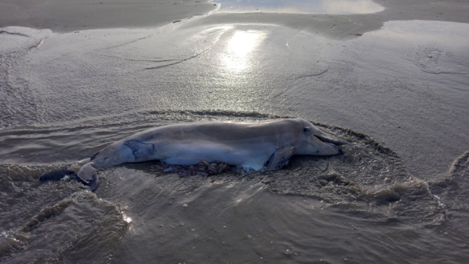 "At least 3.000 dolphins died in the Black Sea because of the war"