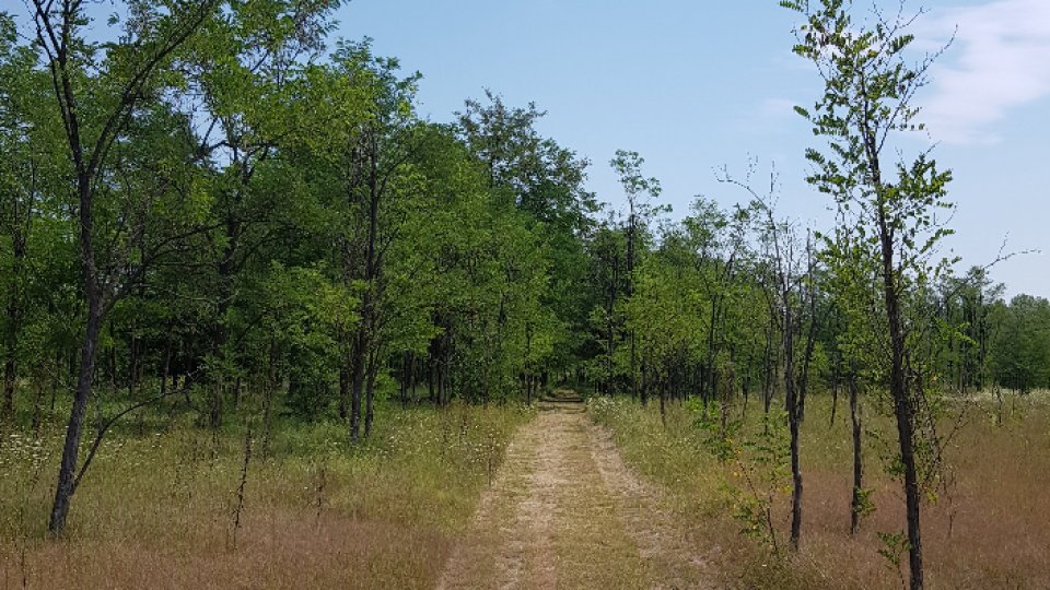 Continuă căutările băiatului dispărut în lunca Dunării