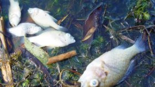 Apel ca populaţia să nu consume peştele care pluteşte pe râul Suceava