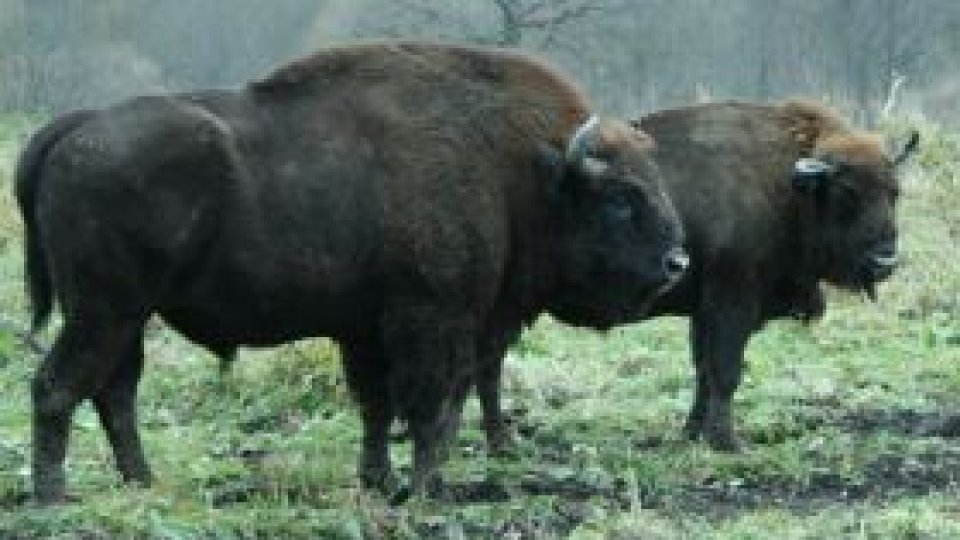 Trei pui de zimbri s-au născut, în iulie, în cadrul turmei din Făgăraș