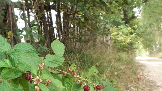 Turismul se poate practica în orice anotimp în Parcul Naţional Cozia