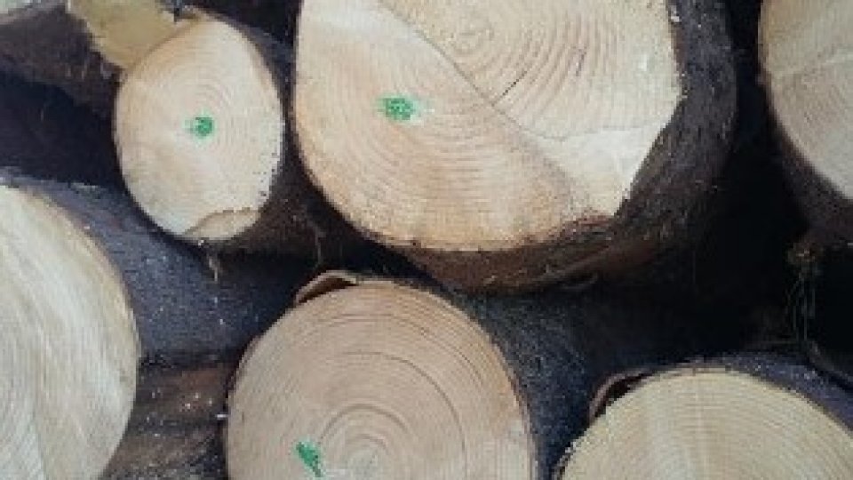 Județul Suceava: verificări privind materialul lemnos în trafic și la firme