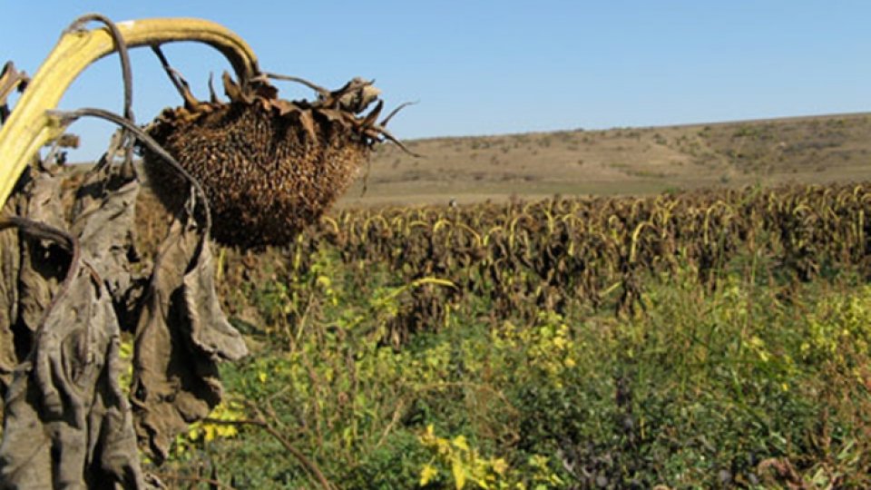 Seceta a calamitat peste 200 de mii de hectare de culturi agricole