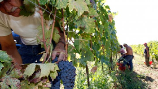 Lipsa forței de muncă afectează viticultorii 