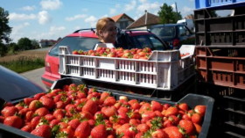 Locurile de muncă din străinătate se află din nou în atenția românilor