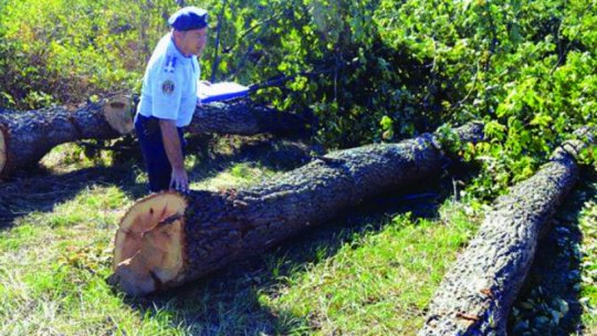 Jandarmii au oprit cu focuri de armă o tăiere ilegală de copaci