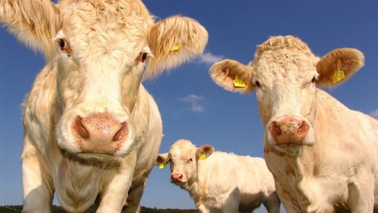 Schema de sprijin pentru vacile de lapte propusă de România, aprobată de CE