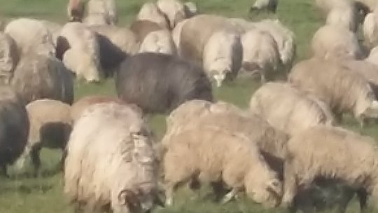 Județul Arad: Misiune de salvare cu bărcile a 200 de oi după revărsarea Crișului Alb