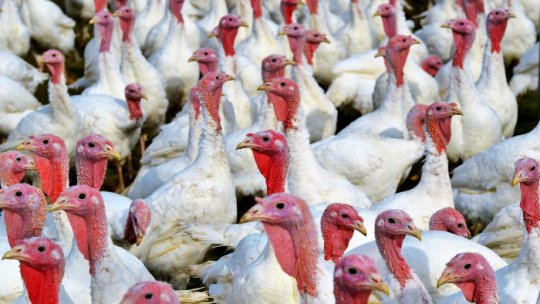 Focare de gripă aviară pe platforma zootehnică din Codlea. 224.000 de curcani vor fi eutanasiați