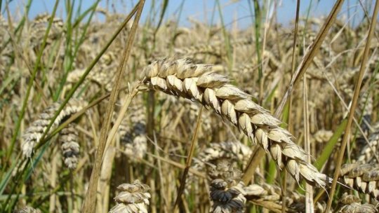 Câteva țări UE sunt nemulțumite de importurile de cereale din Ucraina