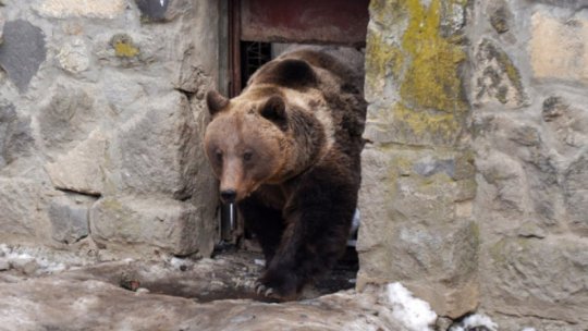 Agricultorii vor fi despăgubiţi „mult mai repede” pentru pagubele produse de animalele sălbatice