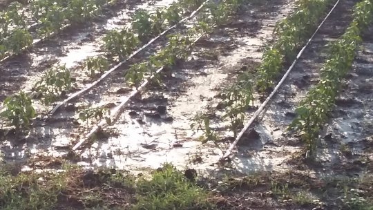 Agricultura românească beneficiază de susţinere financiară prin Planul Naţional Strategic