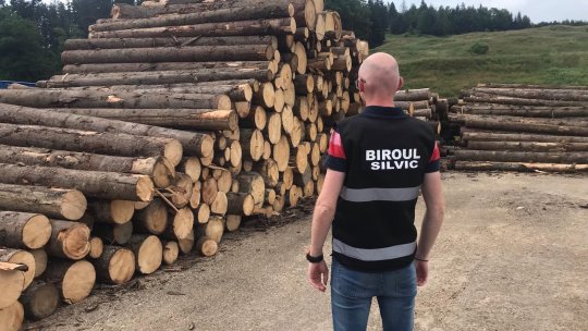 Peste 30 de transporturi ilegale de lemn, identificate în trafic de polițiștii suceveni în luna septembrie