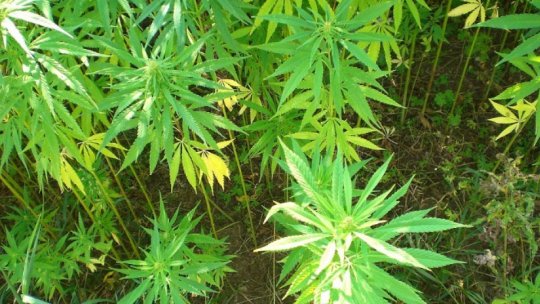 Două persoane bănuite de înființarea a două culturi de cannabis în zona limitrofă a comunei Valea Crișului din județul Covasna au fost arestate preventiv