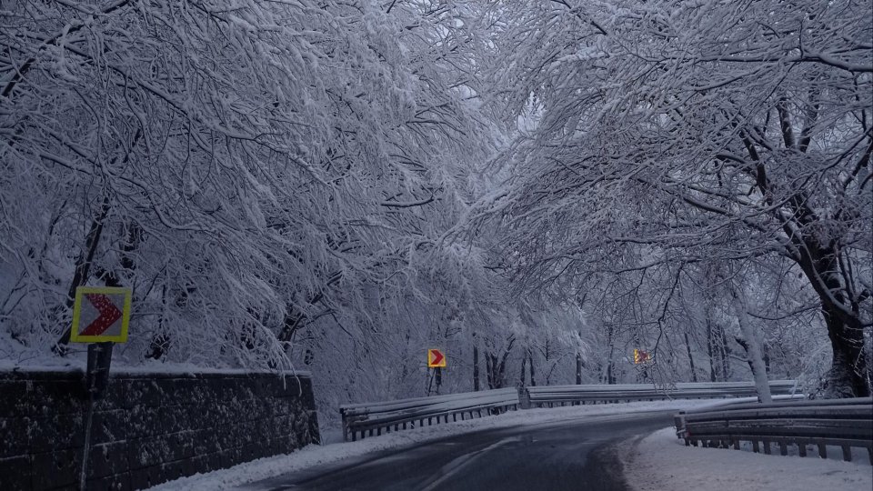 Supravegherea electronică prin satelit a pădurilor, legiferată în baza unui proiect al Comisiei Europene