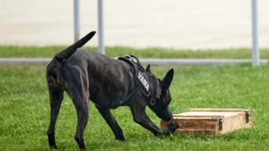 „Legea e bună”,  o  nouă campanie anticontrabandă în România și Republica Moldova