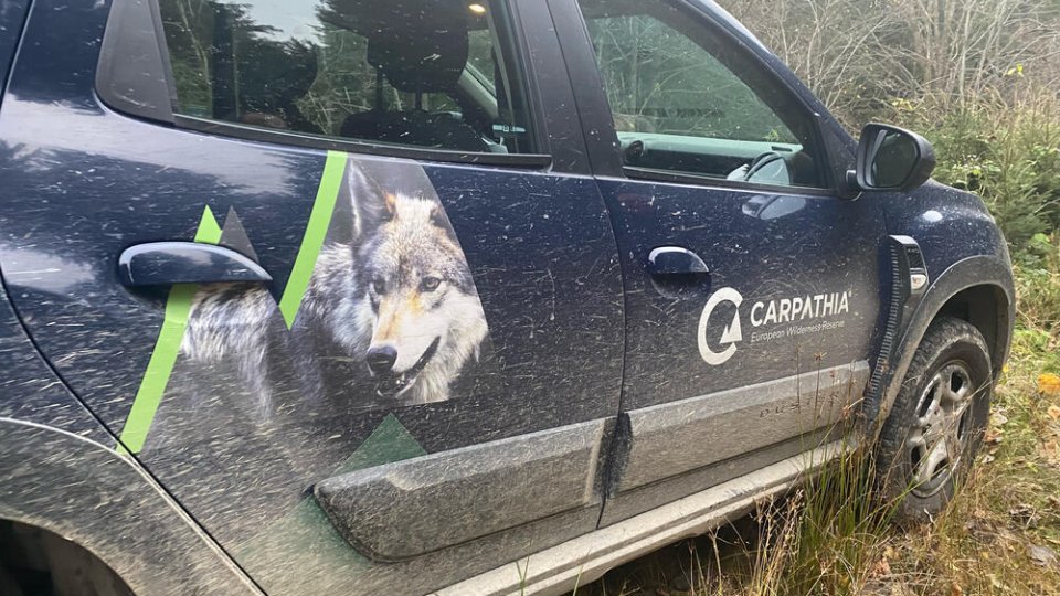 Câți lupi sunt în Carpații Meridionali?