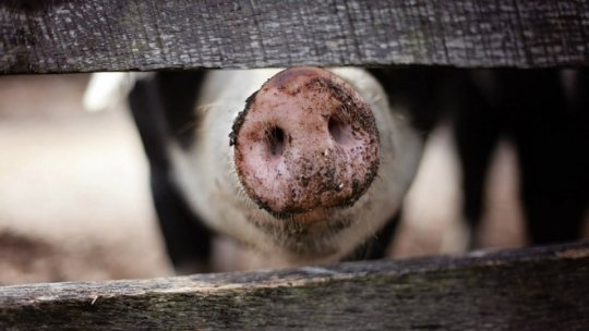 ANSVSA a revenit asupra deciziei de a nu mai permite sacrificarea și comercializarea porcilor în gospodării