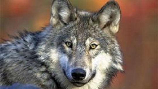 Comisia Europeană propune modificarea statutului lupilor din specie strict protejată în specie protejată, pe fondul înmulțirii populației de lupi în Europa
