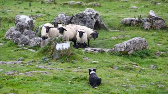 Transhumanţa a devenit parte a patromoniului imaterial UNESCO