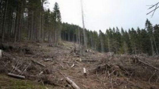 România nu a reuşit să obţină, prin PNRR, fonduri pentru investiţii în tehnologii de exploatare forestieră