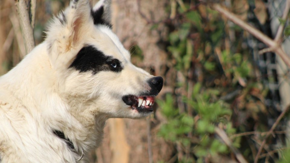 Un copil a fost atacat de trei câini, la periferia municipiului Botoșani