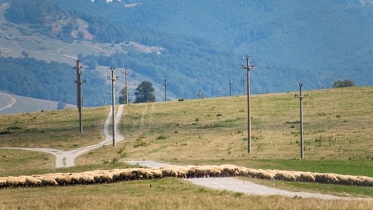 Crescătorii care au cel puțin 50 de oi pot depune, de la 1 martie, cererile pentru a beneficia de ajutorul național tranzitoriu