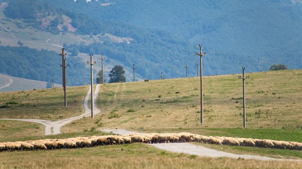 Crescătorii care au cel puțin 50 de oi pot depune, de la 1 martie, cererile pentru a beneficia de ajutorul național tranzitoriu
