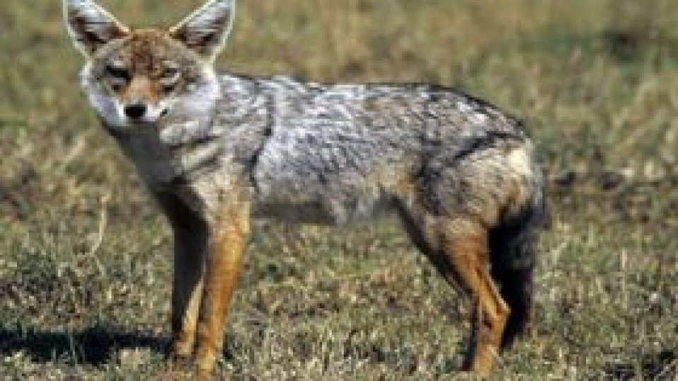 Dolj: Zeci de oi au fost omorâte de șacali