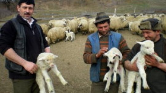 Sărbătorile pascale nu vor mai aduce profituri crescătorilor de miei din județul Giurgiu