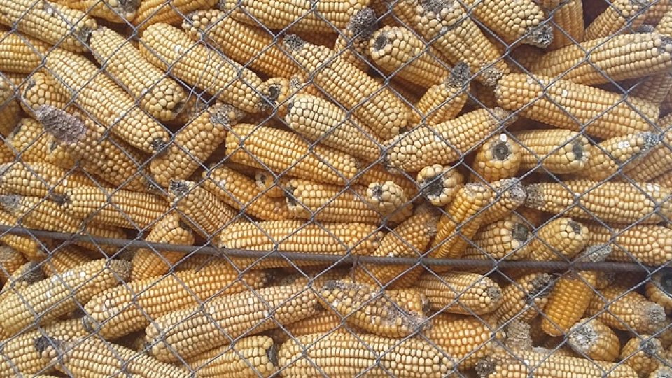 Zece milioane de euro pentru compensări în agricultură după Consuliul European al miniștrilor de resort