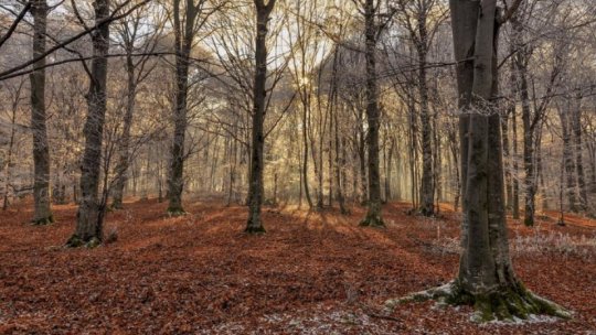 ”De Ziua Internaţională a Pădurilor vreau să transmit că atât timp cât PSD va fi la guvernare niciun metru pătrat de pădure nu se va vinde”