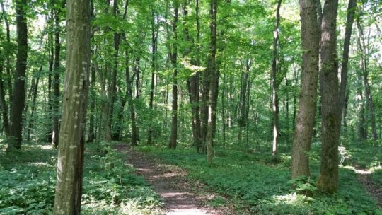 Ministrul mediului a semnat contractul pentru înfiinţarea unei păduri de 82 de hectare
