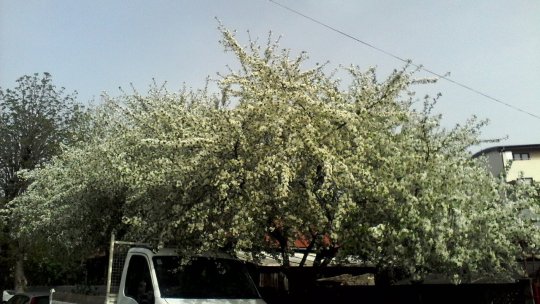 Plantațiile pomicole de piersic și cais ar putea fi cele mai afectate de ninsorile din ultimele zile