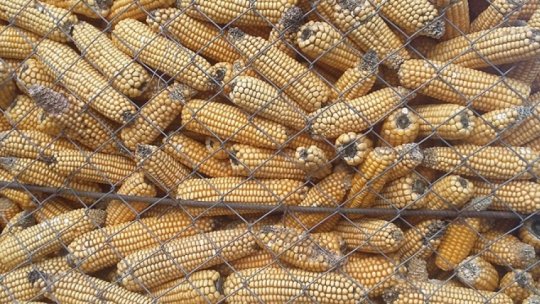 CE va decide până marţi dacă interzice sau nu importurile de produse agroalimentare din Ucraina
