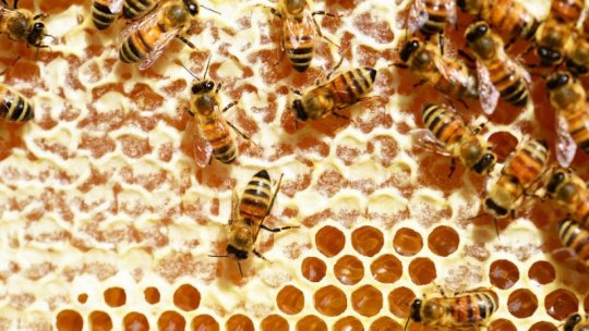 ”Europa este cea mai mare consumatoare de miere și nu produce decât jumătate din ceea ce consumă, restul se importă”