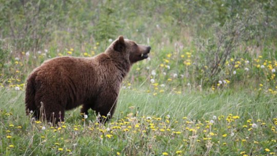 Jandarmii din județul Harghita au avut nouă intervenţii, în această săptămână, pentru alungarea urşilor ajunşi în zonele locuite