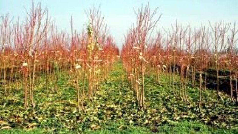 Fermierii din Sălaj au înregistrat pierderi însemnate la pomi fructiferi din cauza îngheţului şi a zăpezii din ultimele zile