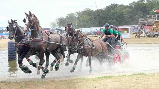Cai de rasă defilează sâmbătă pe străzile centrale din Oradea