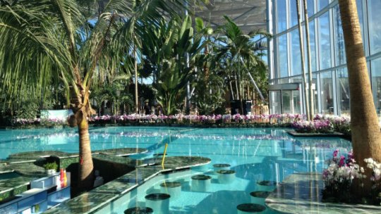 Primăria Sectorului 3 a plantat palmieri la ieşirile pe Autostrada Soarelui şi la Piaţa Unirii