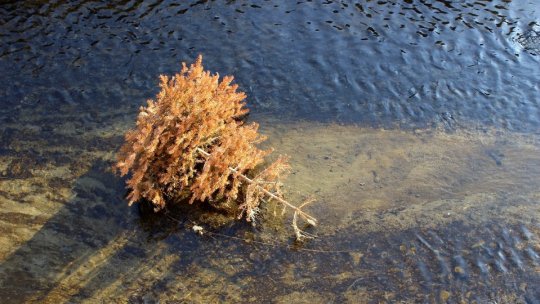 Analizele de laborator „nu indică o poluare cu metale grele a râului Bistrița”
