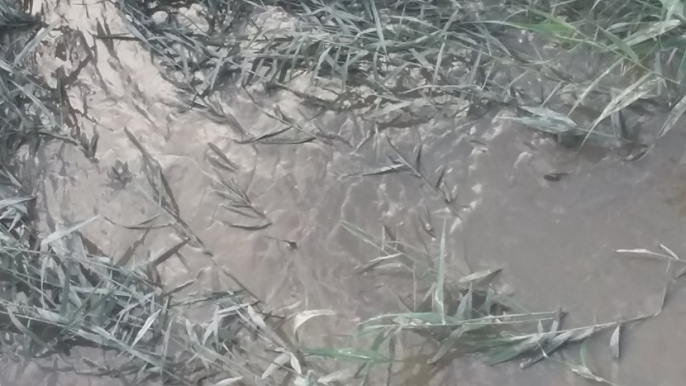 Italia - inundaţiile din zona Emilia-Romagna au provocat pagube de 1,5 miliarde euro culturilor agricole