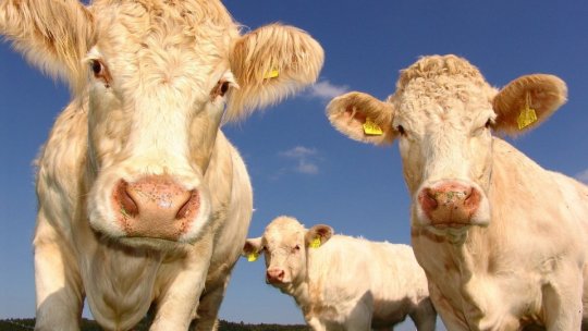 Consiliul Concurenţei anunţă că 78% dintre procesatori participă la acordul voluntar temporar pentru reducerea preţului laptelui