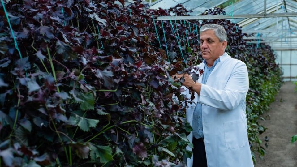 "Legislaţia românească nu permite importul de substanţe foarte toxice, folosite de cultivatori din alte ţări"